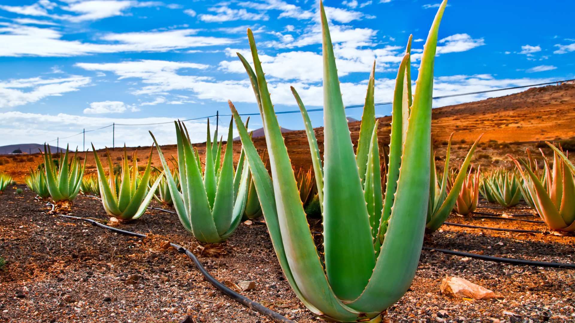 How to Make Aloe Vera Face Pack?