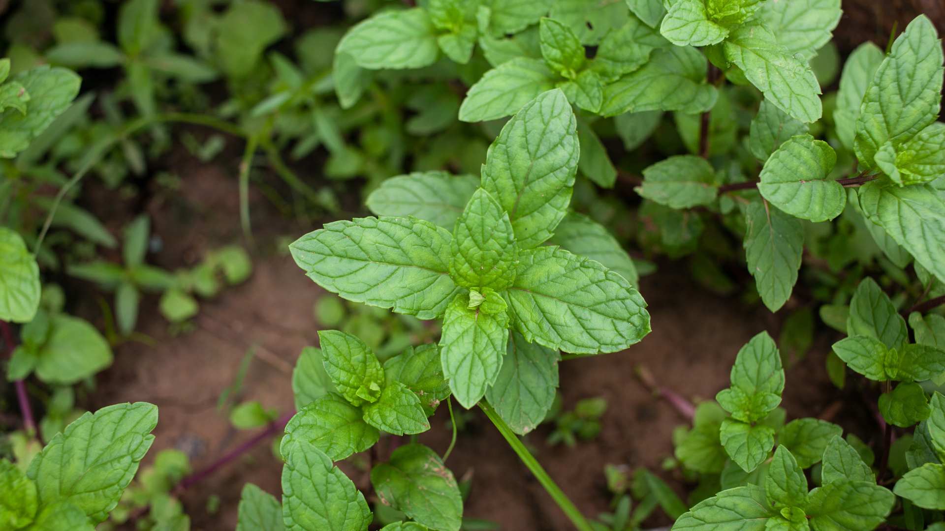 Mint Water Benefits For Diabetes